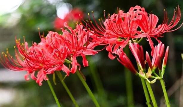 �˰�����Ԣ��ͻ��� ��ɫ�˰�������������Ԣ��