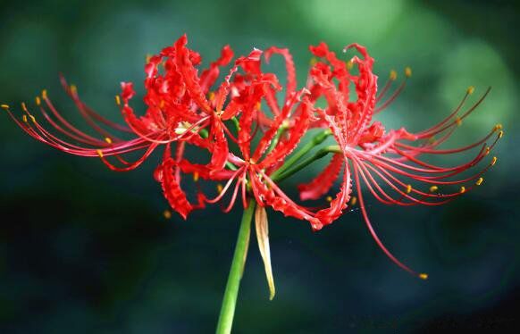 �˰�����Ԣ��ͻ��� ��ɫ�˰�������������Ԣ��