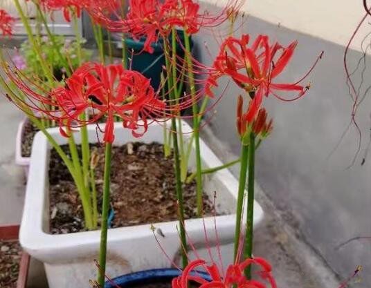 �˰�����Ԣ��ͻ��� ��ɫ�˰�������������Ԣ��