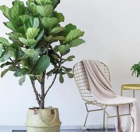 ��ͷ�й��Ķ�������Щ ��ʲô�����й�