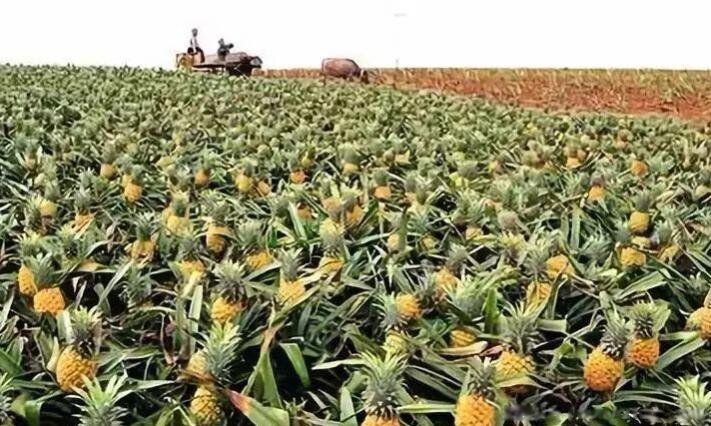 菠萝和凤梨外表怎么区分 哪个更好吃有什么区别