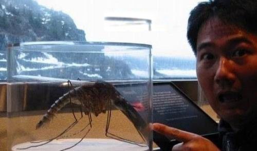 世界上最大的蚊子包有多大 不知道咬了一口啥感觉