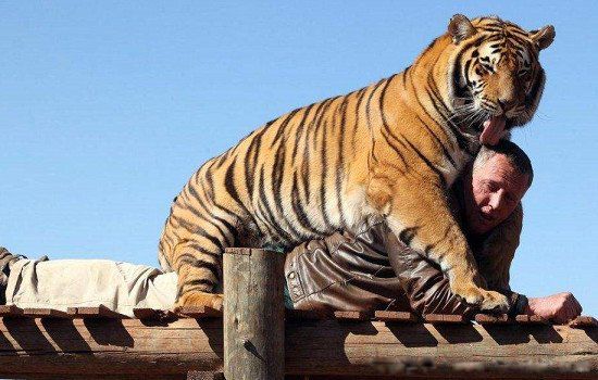 世界上最大的老虎多少公斤 品种是哪种老虎