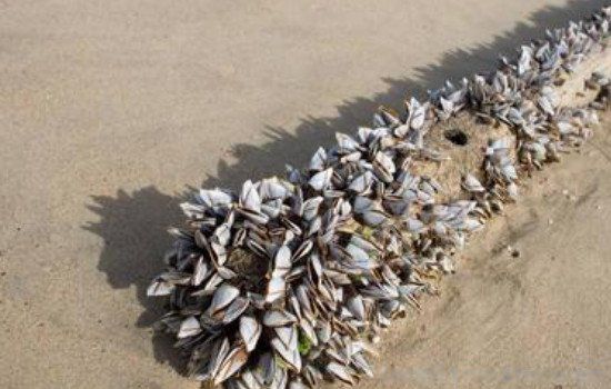 藤壶为什么那么多是什么东西好恶心 鲸鱼身上的藤壶对鲸鱼有害吗