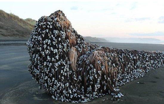 藤壶为什么那么多是什么东西好恶心 鲸鱼身上的藤壶对鲸鱼有害吗