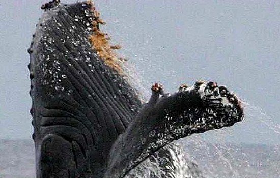 藤壶为什么那么多是什么东西好恶心 鲸鱼身上的藤壶对鲸鱼有害吗