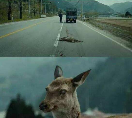 ��ɽ��ɥʬ������Դ ɥʬ��������ô��Ⱦ�������