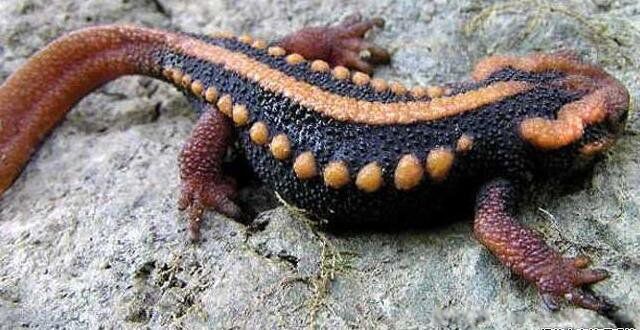 �����ʲô�����ж��� ����ץ��������ô��