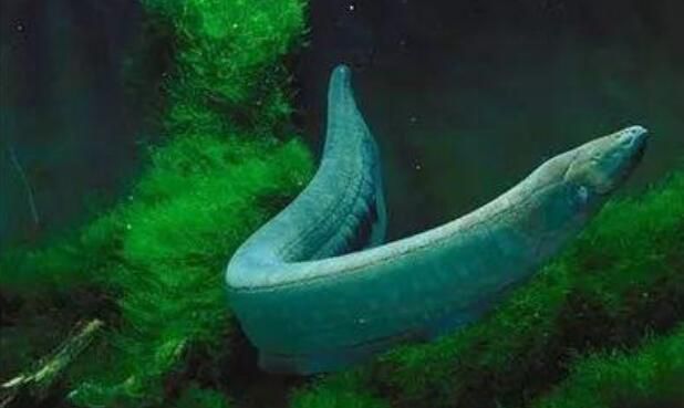 �����ŵ��ԭ����ʲô ���ͷŵ���ߵ�ѹ�Ƕ��ٷ�