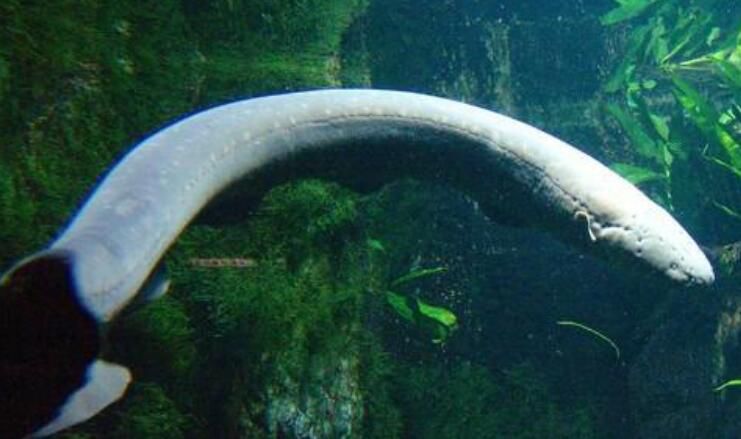 �����ŵ��ԭ����ʲô ���ͷŵ���ߵ�ѹ�Ƕ��ٷ�