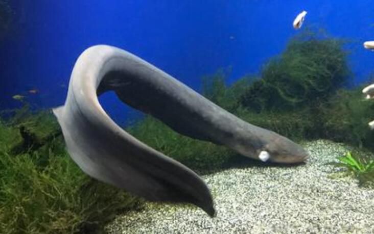 �����ŵ��ԭ����ʲô ���ͷŵ���ߵ�ѹ�Ƕ��ٷ�