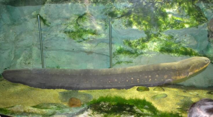 �����ŵ��ԭ����ʲô ���ͷŵ���ߵ�ѹ�Ƕ��ٷ�