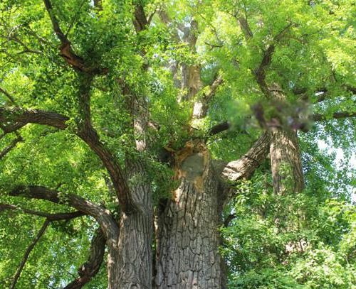 �ҹ���������ǰʮ�� ���������������