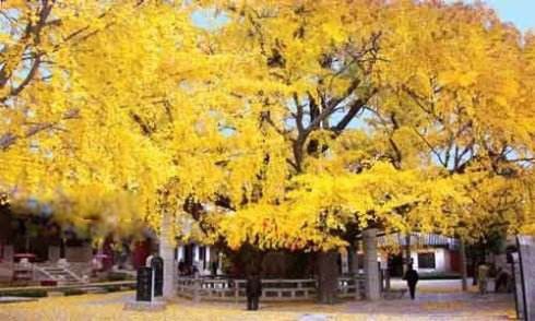 �ҹ���������ǰʮ�� ���������������