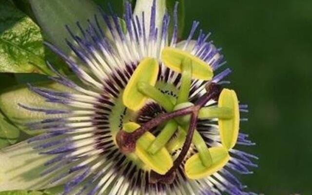 ���ֻ���ô���� ���ͺڹѸ�֩����ʲô��ϵ