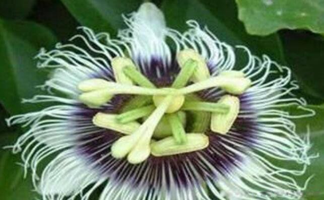 ���ֻ���ô���� ���ͺڹѸ�֩����ʲô��ϵ