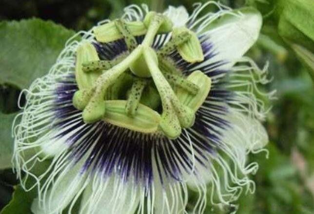 ���ֻ���ô���� ���ͺڹѸ�֩����ʲô��ϵ