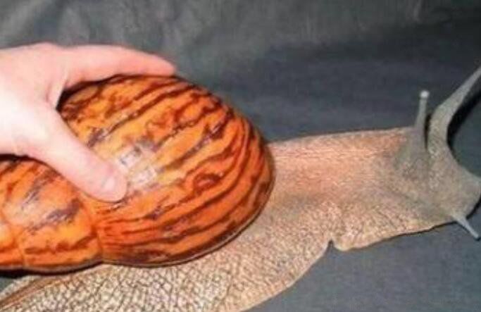 ���޴���ţ���Գ��� ���������ַ�ֳ����