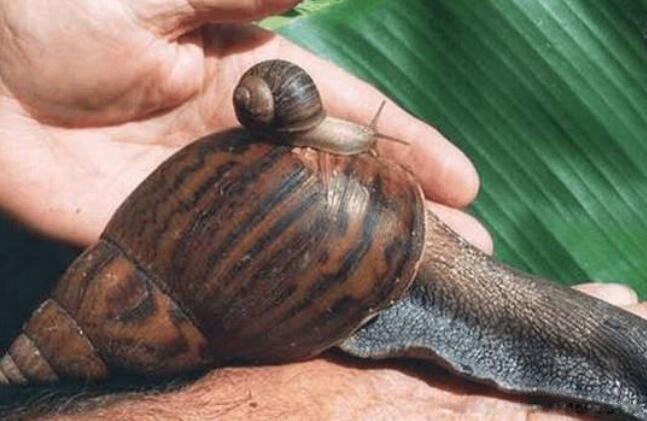 ���޴���ţ���Գ��� ���������ַ�ֳ����