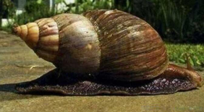 ���޴���ţ���Գ��� ���������ַ�ֳ����