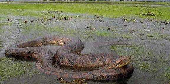 中国最大的蟒蛇多大 最大的蟒蛇长啥样会吃人的