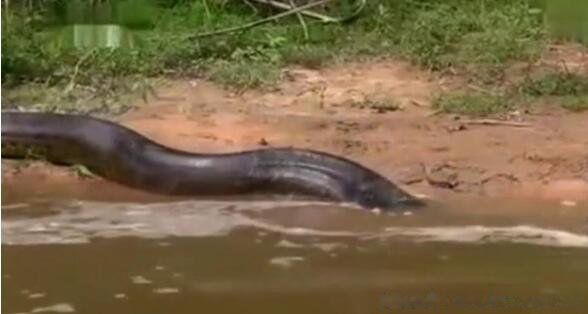 中国最大的蟒蛇多大 最大的蟒蛇长啥样会吃人的