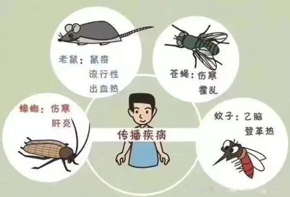 四害指的是什么害虫 现在指的是什么四种能够传播各类传染性疾病