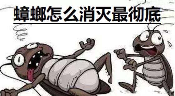 如何消除蟑螂最有效 蟑螂怎么消灭最干净彻底的方法单方法