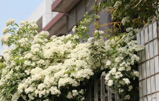 木香花可以种在家里吗 为什么木香花不能在室内养殖