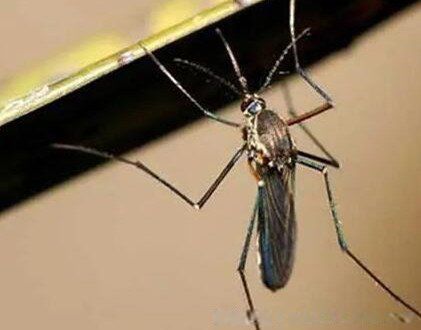 ��������ÿ������� �����������Ůɷ��