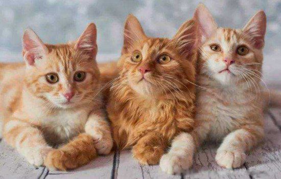 Ů�Ժ������μ�è��ʲôԤ�� è��ͬ������˼��ʲô