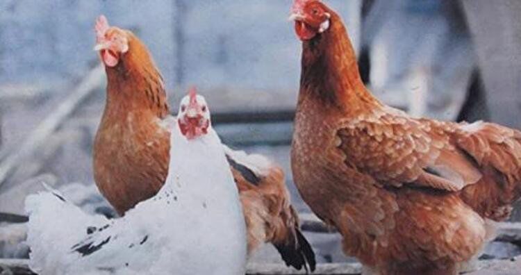 ���ᱣ����Щ��Ф ��Ϊʲô����Ф��