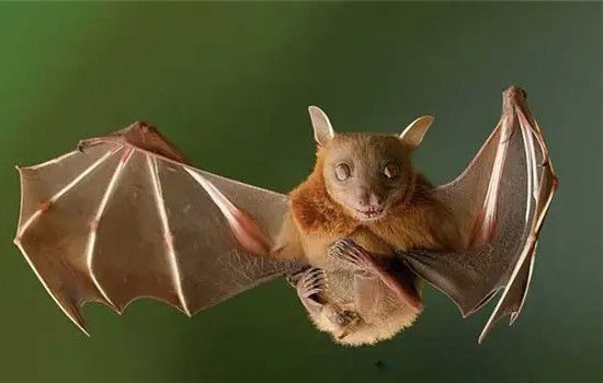 老鼠为什么变成蝙蝠 蝙蝠和老鼠的关系是什么