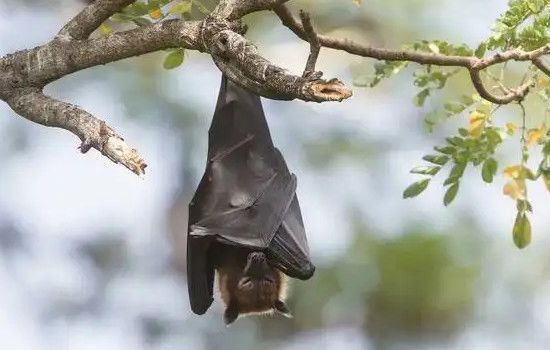 老鼠为什么变成蝙蝠 蝙蝠和老鼠的关系是什么