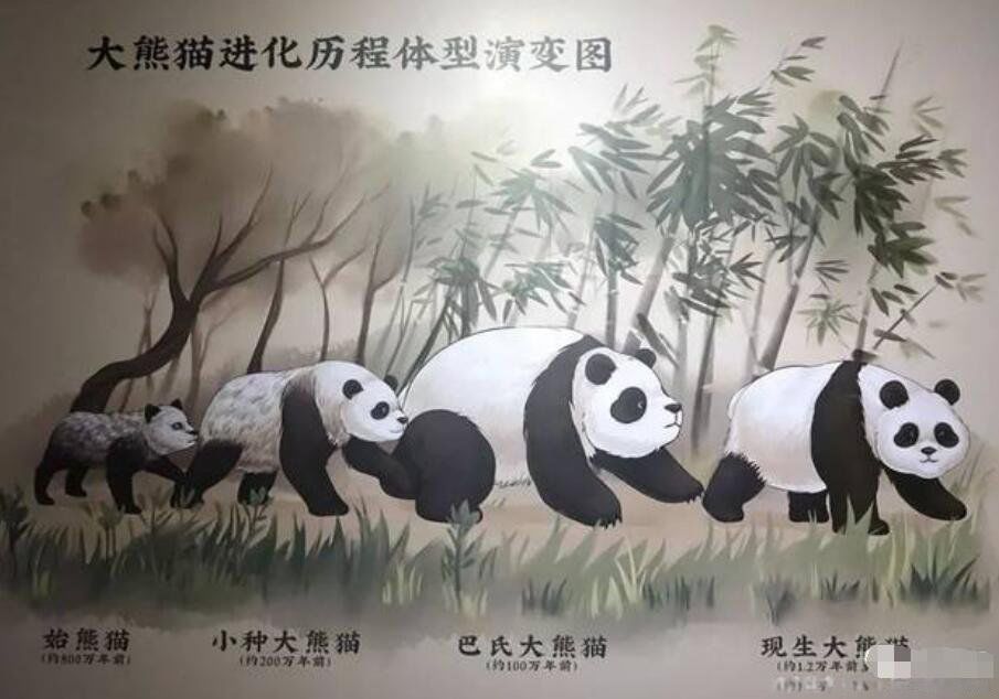 ����è��������ʲô ����ʼ��è�����ϼ��
