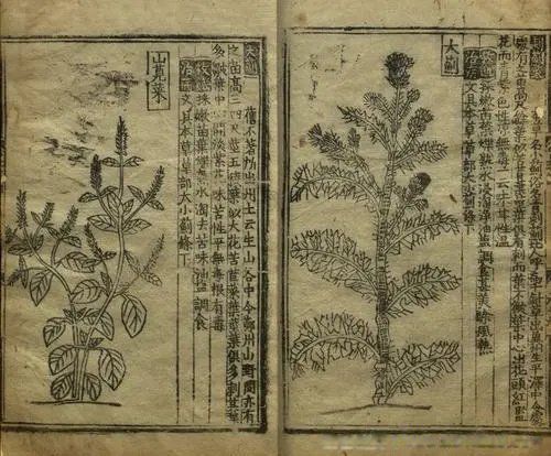 救荒本草是哪个时期的谁编撰的 是什么朝代的书作者是谁