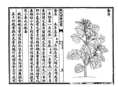 救荒本草是哪个时期的谁编撰的 是什么朝代的书作者是谁