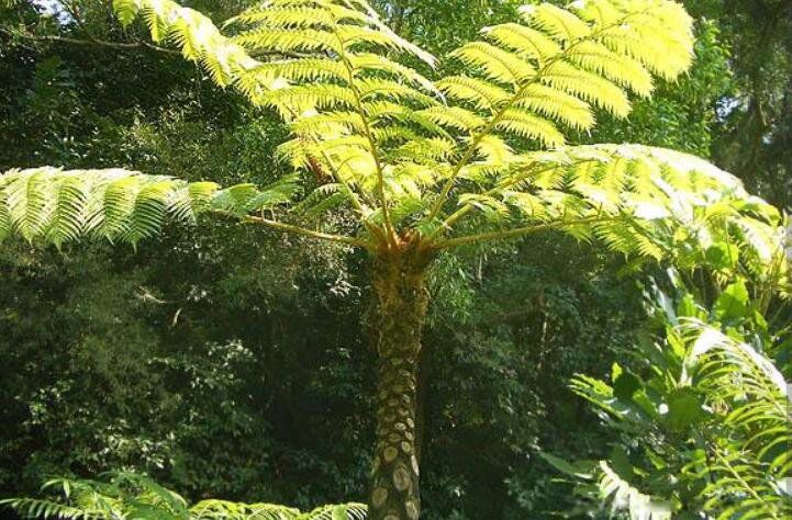 ϡ��ֲ���ȫ���ֺ����� ����ʮ��ϡ��ֲ������