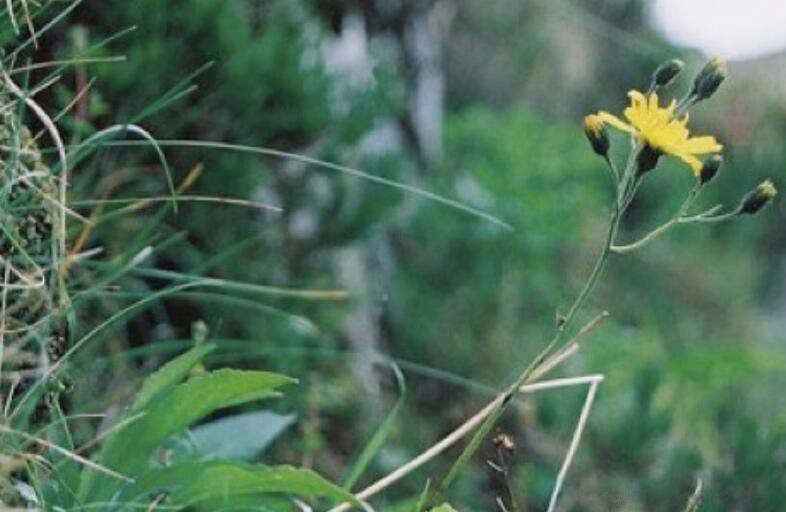 ϡ��ֲ���ȫ���ֺ����� ����ʮ��ϡ��ֲ������