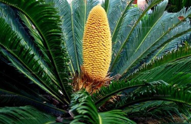 ϡ��ֲ���ȫ���ֺ����� ����ʮ��ϡ��ֲ������