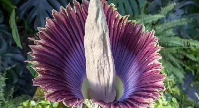 ϡ��ֲ���ȫ���ֺ����� ����ʮ��ϡ��ֲ������