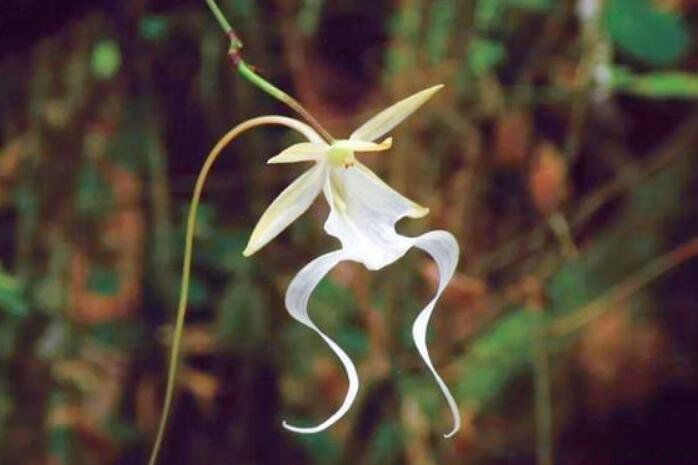 ϡ��ֲ���ȫ���ֺ����� ����ʮ��ϡ��ֲ������