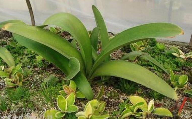 ϡ��ֲ���ȫ���ֺ����� ����ʮ��ϡ��ֲ������