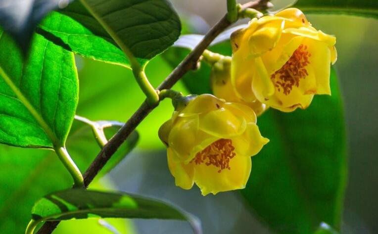 ϡ��ֲ���ȫ���ֺ����� ����ʮ��ϡ��ֲ������