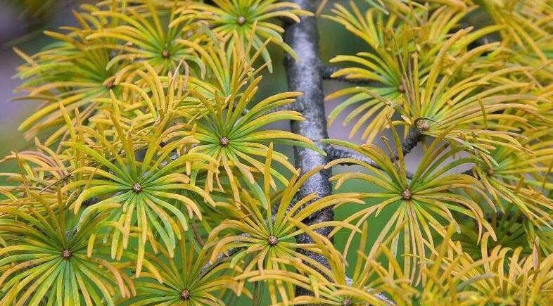 ϡ��ֲ���ȫ���ֺ����� ����ʮ��ϡ��ֲ������