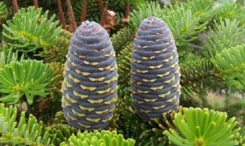 ϡ��ֲ���ȫ���ֺ����� ����ʮ��ϡ��ֲ������