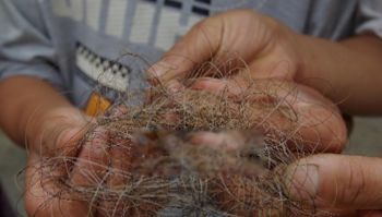 ��ũ��Ұ����ʵ��Ƭ Ұ����ʵ�¼��Ƿ����