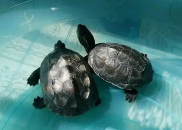 �ڹ겻����˫����ʲô˵�� ����Ϊʲô������˫����˵����