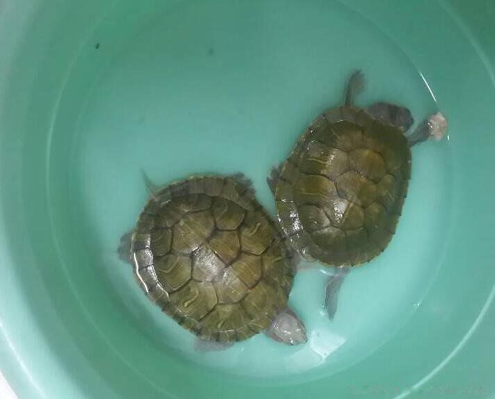 �ڹ겻����˫����ʲô˵�� ����Ϊʲô������˫����˵����