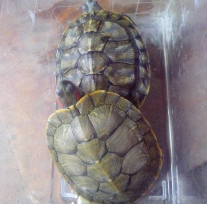 �ڹ겻����˫����ʲô˵�� ����Ϊʲô������˫����˵����